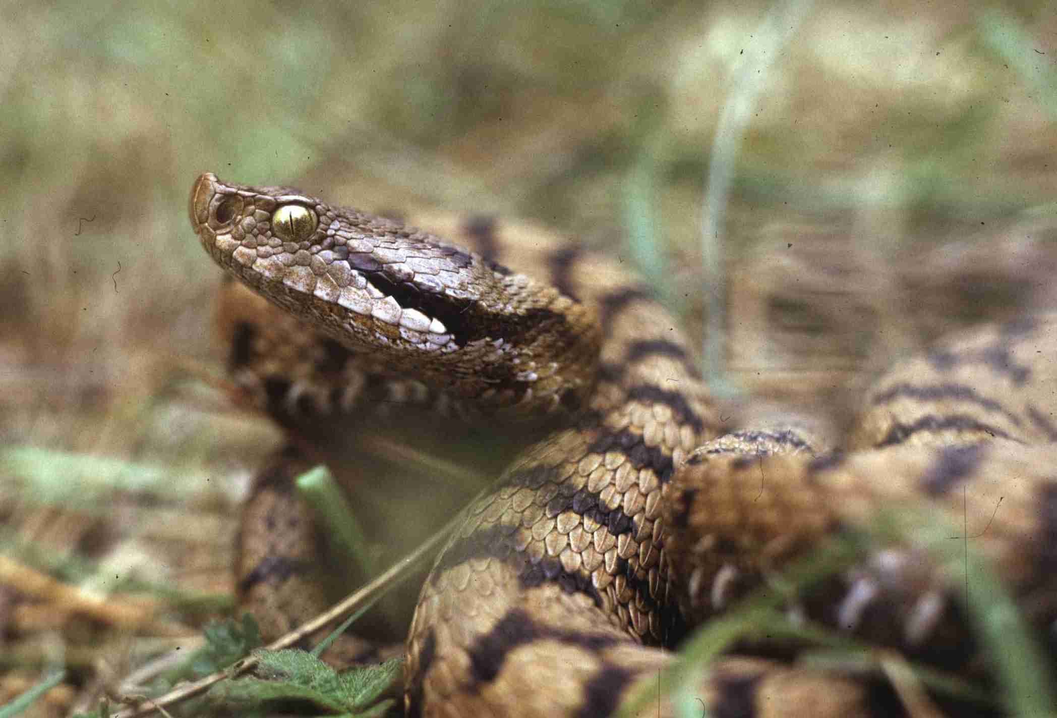 Juraviper