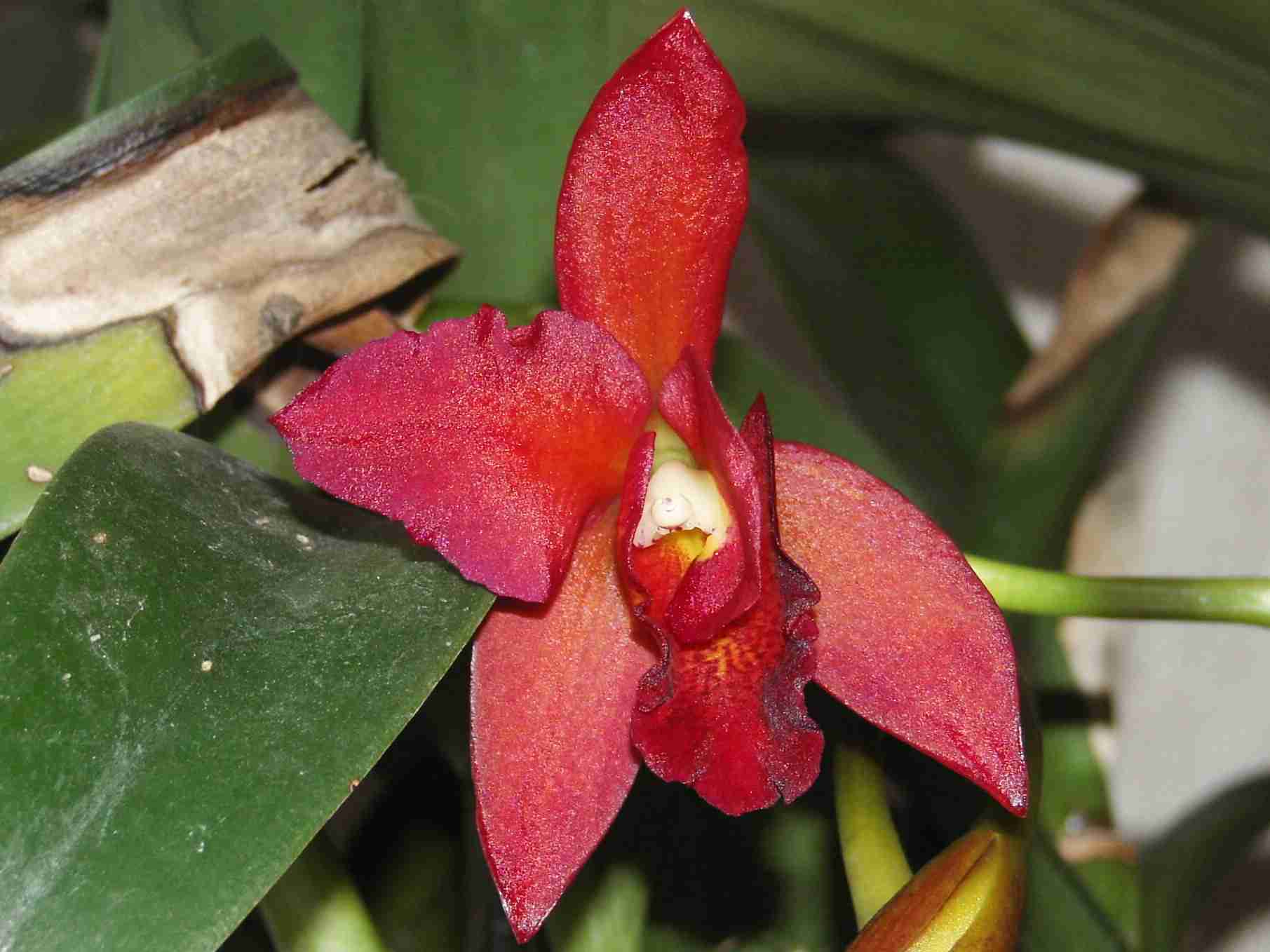 Cattleya