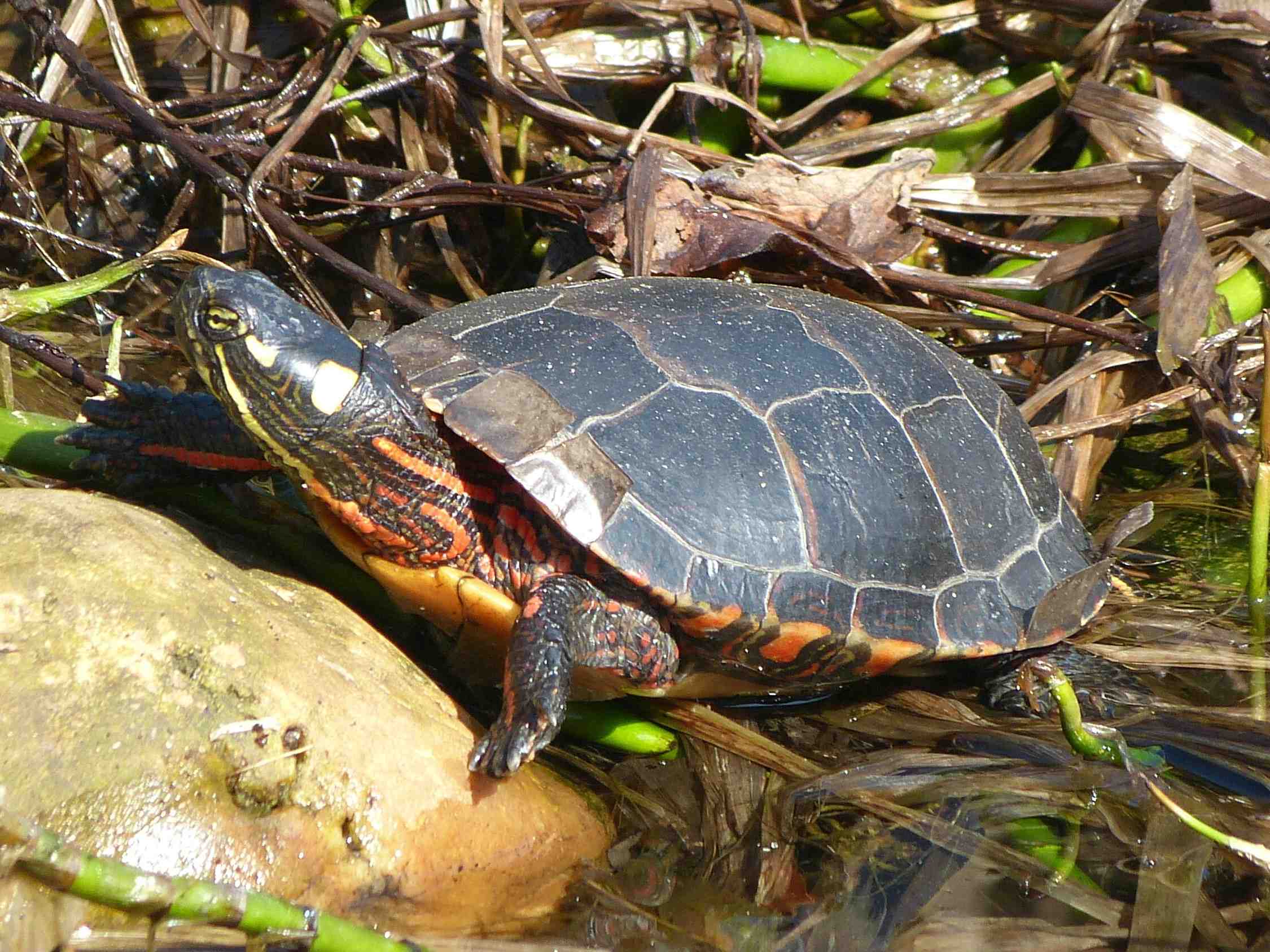 Biotope