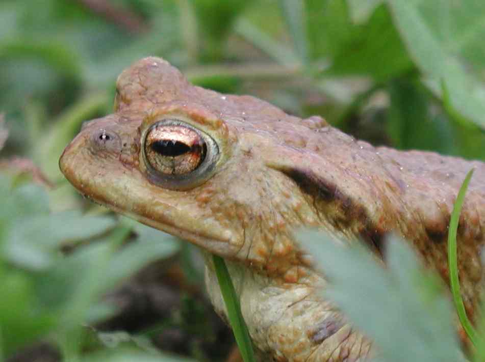 Erdkröte