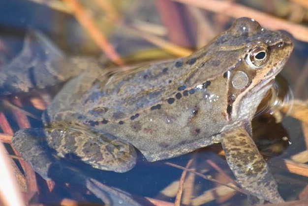 Grasfrosch