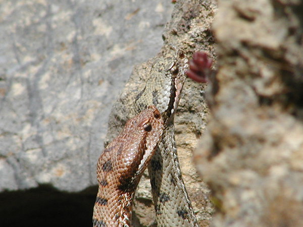 Juraviper