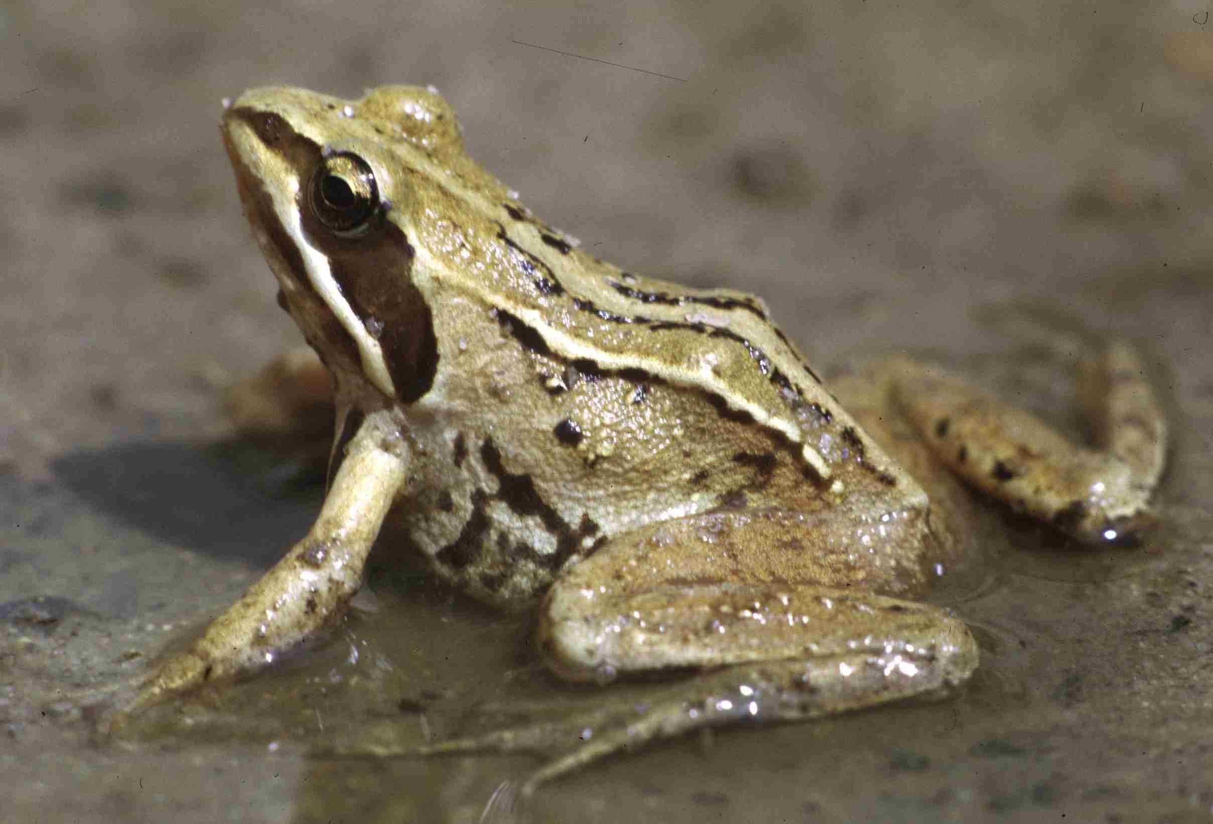 Moorfrosch