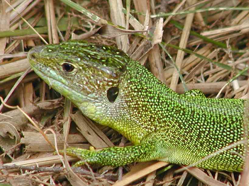 se