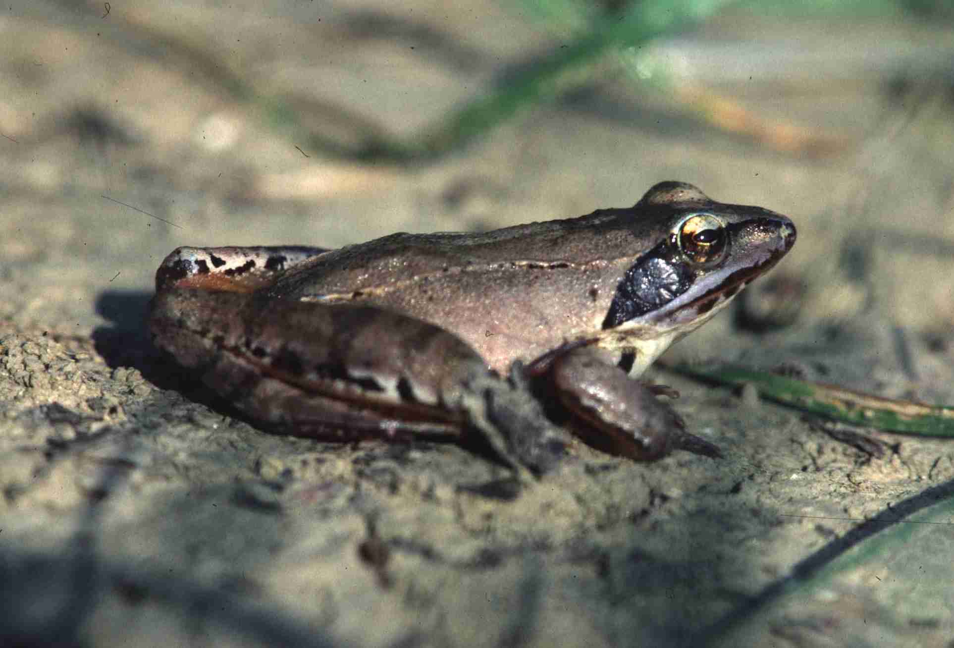 Springfrosch
